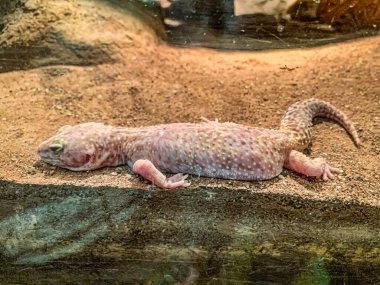 Gecko teraryumun içinde yatıyor.