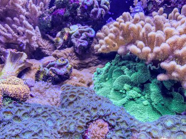renkli mercan resif ve balık