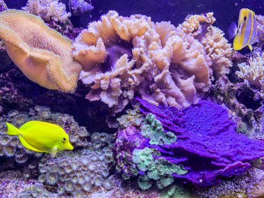 renkli mercan resif ve balık