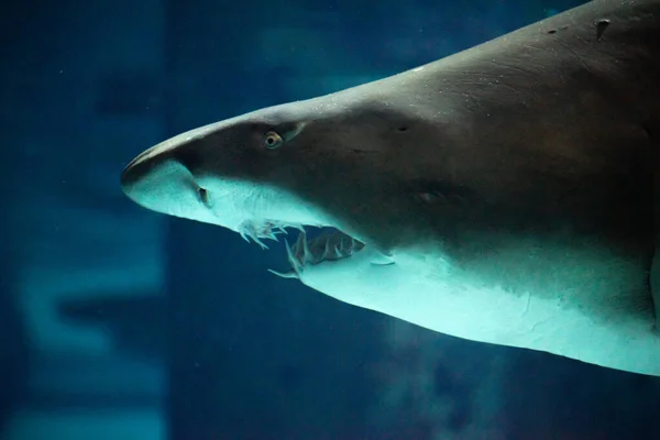 Gran Tiburón Acuario Delante Los Visitantes Deja Fotografiar — Foto de Stock