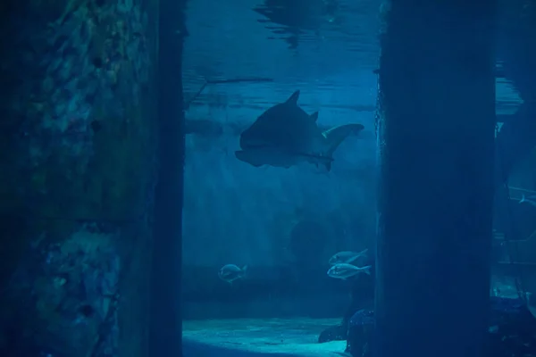 Velký Žralok Akváriu Před Návštěvníky Nechá Vyfotografovat — Stock fotografie