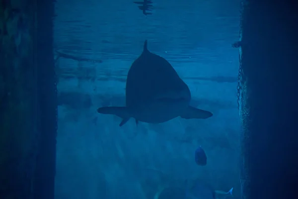 Grande Tubarão Aquário Frente Dos Visitantes Deixa Fotografar — Fotografia de Stock