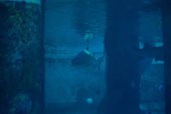 Stor Hai Akvariet Foran Besøkende Lar Seg Fotografere – stockfoto