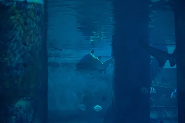 Stor Haj Akvariet Framför Besökarna Låter Sig Fotograferas — Stockfoto