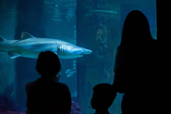 Una Familia Acuario Mira Temerosamente Gran Tiburón — Foto de Stock