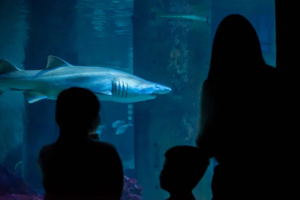 Una Familia Acuario Mira Temerosamente Gran Tiburón — Foto de Stock