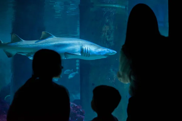 Niños Acuario Miran Temerosamente Tiburón Grande — Foto de Stock
