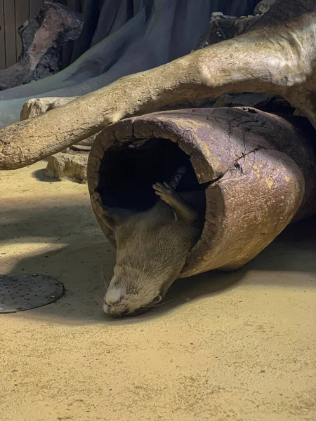 Otter Rests Log Eating — Stock Photo, Image