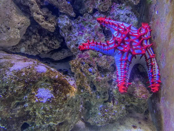 Red and purple sea star clinging to the rocks