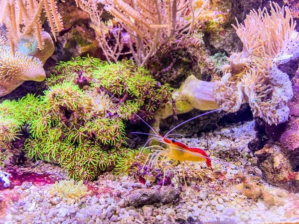 Camarones Rojos Amarillos Alimentan Entre Los Arrecifes — Foto de Stock