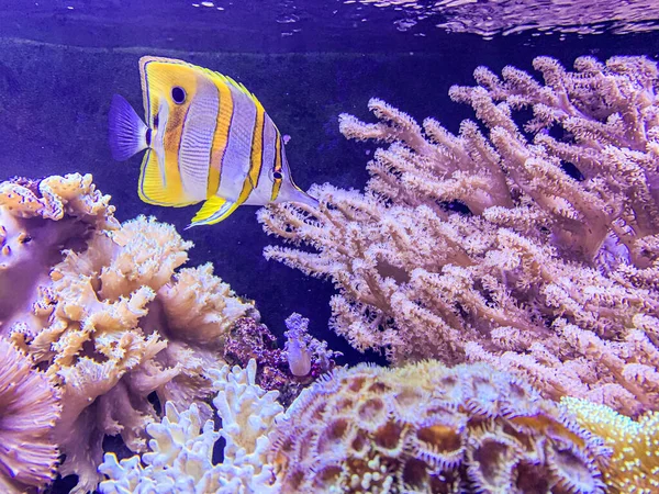 stock image butterfly fish swims among corals and anemones in the reef