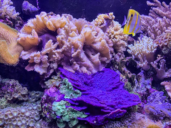 カラフルなサンゴ礁と魚 — ストック写真