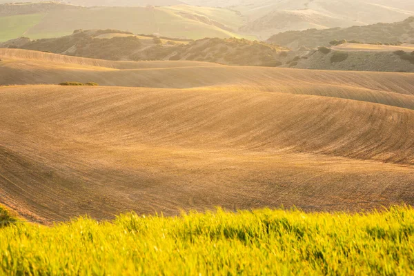 Пшеничні Поля Вирощені Навесні — стокове фото