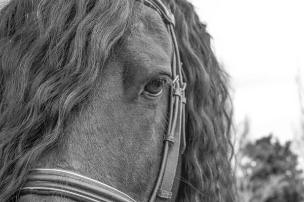 Чёрно Белая Фризская Лошадь — стоковое фото