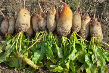 Kazılan yığının üzerindeki tarlada yem pancarları var.