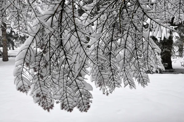 Stock image Winter landscape after the first snowfall