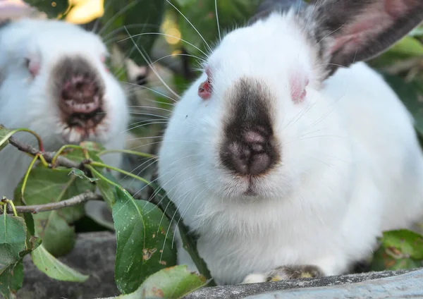 ウイルス性筋萎縮症の患者のホームウサギ — ストック写真