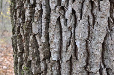 Canlı bir meşe ağacının gövdesine havla.