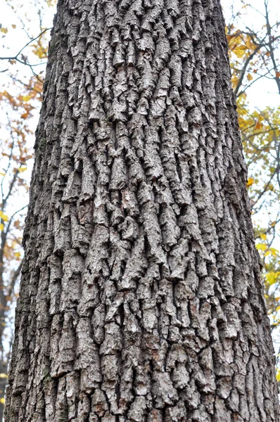 Canlı Bir Meşe Ağacının Gövdesine Havla — Stok fotoğraf