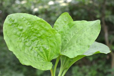 Yazın, plantain büyüktür (Bitki büyüğü, Bitki Borysthenica) vahşi doğada yetişir)