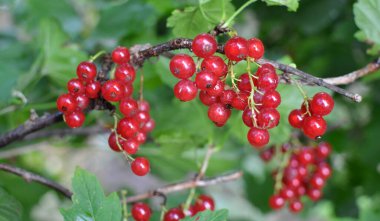 Dal dalında olgun kırmızı frenk üzümü (Ribes rubrum)