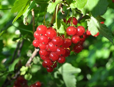 Dal dalında olgun kırmızı frenk üzümü (Ribes rubrum)