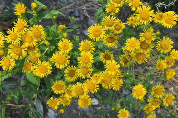 Yazın, vahşi şifalı bitki Inula vahşi doğada çiçek açar.