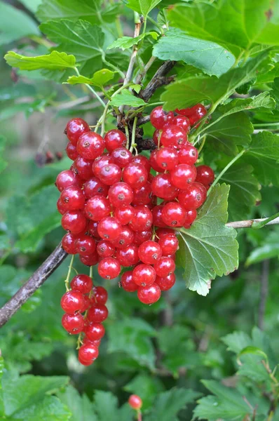 Gałęzi Jagody Krzewu Dojrzałe Czerwona Porzeczka Ribes Rubrum — Zdjęcie stockowe