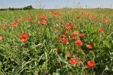 Yazın ortasında, tarlada çeşitli yabani çiçekler yetişir..
