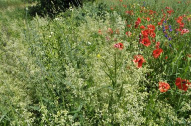 Yazın ortasında, tarlada çeşitli yabani çiçekler yetişir..
