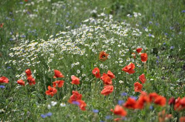 Yazın ortasında, tarlada çeşitli yabani çiçekler yetişir..