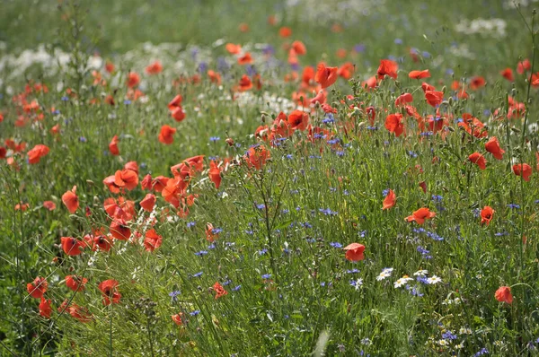 Middle Summer Various Wild Flowers Grow Field — Stock Photo, Image