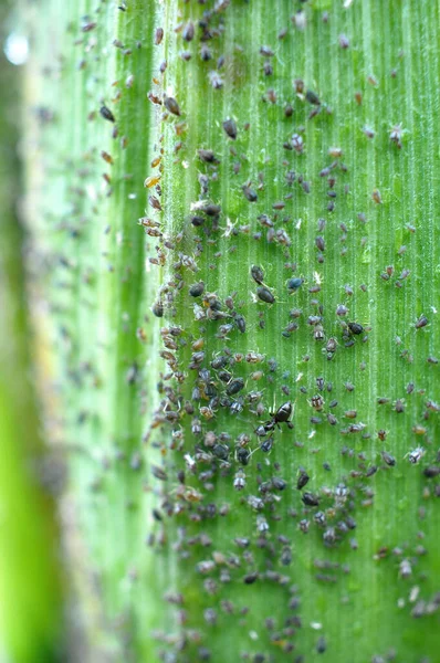 Egy Kis Növényevő Rovar Levéltetű Aphidoidea Egy Zöld Kukoricacsutkán — Stock Fotó