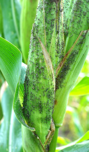 蚜虫一种小的食草性昆虫蚜虫 生长在一片绿色的玉米芯上 — 图库照片