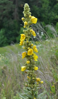Yazın, vahşi doğada Mullein (Verbascum) çiçek açar