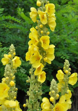 Yazın, vahşi doğada Mullein (Verbascum) çiçek açar