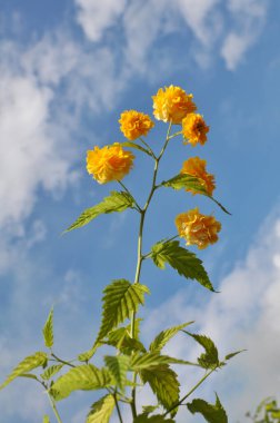 Kerria japonica bush blooms in the garden in spring