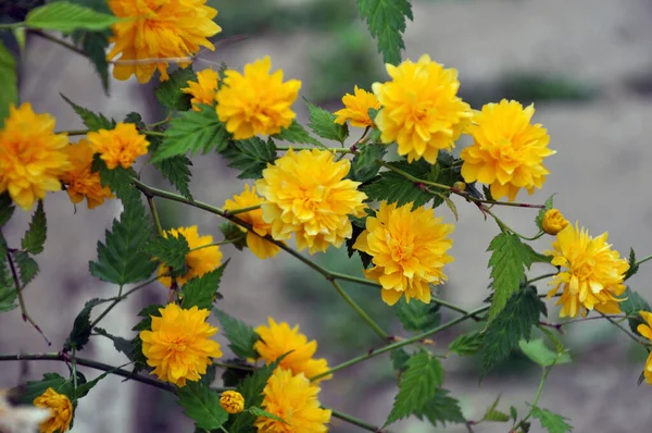 Kerria Japonica Buske Blommar Trädgården Våren — Stockfoto
