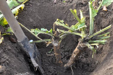 Açık organik toprakta yetişen yabanturpu kökü kazıyorum.