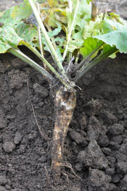 Açık organik toprakta yetişen yabanturpu kökü kazıyorum.