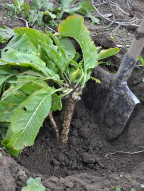 Açık organik toprakta yetişen yabanturpu kökü kazıyorum.