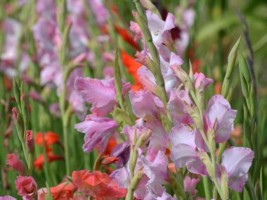 Yazın, gladiolus çiçek tarhında açar.