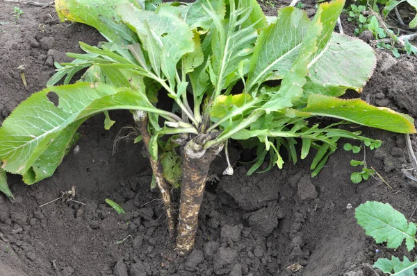 Açık organik toprakta yetişen yabanturpu kökü kazıyorum.