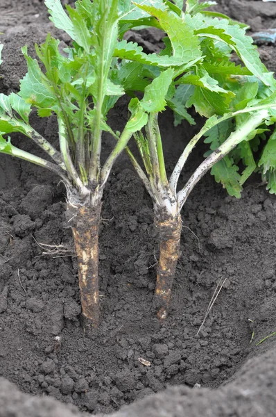Açık organik toprakta yetişen yabanturpu kökü kazıyorum.