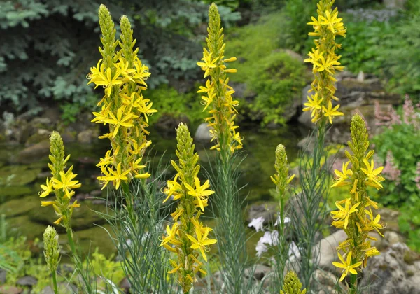 stock image Asphodeline lutea blooms in the botanical garden in summer