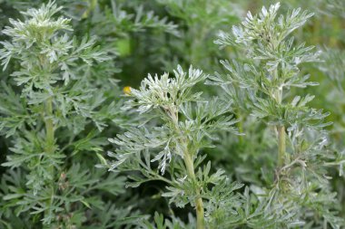 Acı pelin otu (Artemisia absinthium) vahşi doğada yetişir.