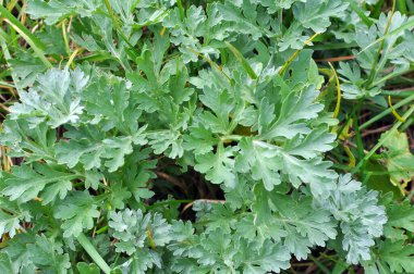 Acı pelin otu (Artemisia absinthium) vahşi doğada yetişir.