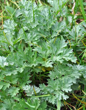 Acı pelin otu (Artemisia absinthium) vahşi doğada yetişir.