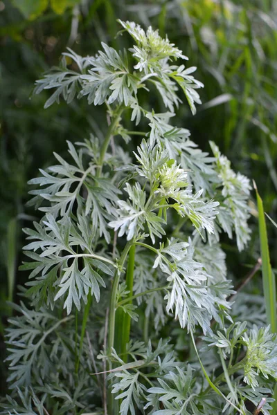Bitterwermbusch Artemisia Absinthium Wächst Freier Wildbahn — Stockfoto