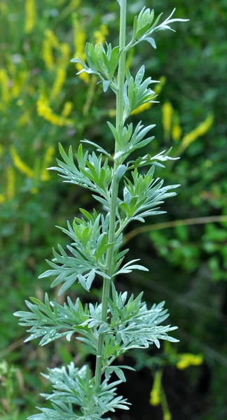 Krzew Goryczki Artemisia Absinthium Rośnie Wolności — Zdjęcie stockowe